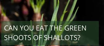 Can you eat the green part of a shallot?