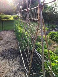 trellis options what are your