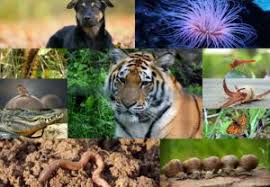 Animal Kingdom Classification Of Animals Into Phyla Videos