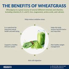 the health benefits of wheatgr what