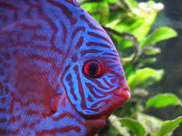 New Arrivals Now In Tropical Fish
