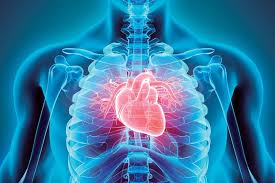 Image result for Cardiologists