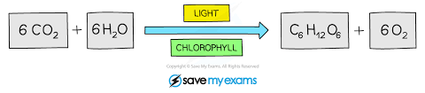 Edexcel Igcse Biology Revision Notes