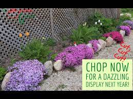 how to grow and care for phlox video