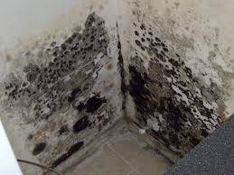 how to remove mold black mold in bat