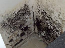 How To Remove Mold Black Mold In Basement