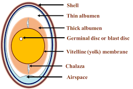 Egg carton labels can be tricky. Schematic Diagram Of Egg Anatomy Download Scientific Diagram