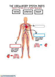 You'll find lesson plans, activities. Circulatory System Interactive Worksheet