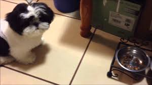 Po The Shih Tzu Ep 9 What I Feed My Puppy