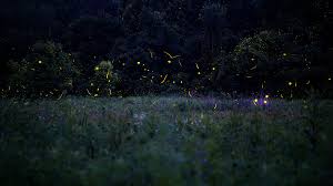 Lights In The Dark A Photographer Captures The Beauty Of Fireflies Financial Times