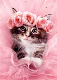 See more ideas about valentines day cat, valentine day cards, valentines. Avanti Press Kitten In Tutu Cute Cat Valentine S Day Card Walmart Com Walmart Com