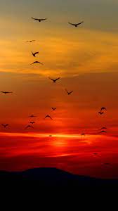 Birds in Sunset Wallpaper - iPhone ...