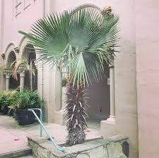 Growing Palm Trees