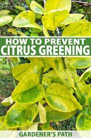 prevent citrus greening