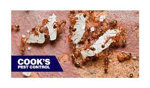 fire ant diy treatments