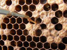 Preventing spread of American foulbrood disease |Bee diseases