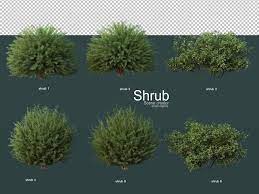 premium psd various types of shrubs