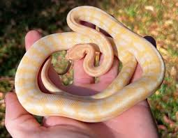 albino carpet python hatchlings
