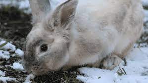 How Cold Can Rabbits Survive Guide To