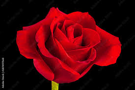single red rose flower isolated on