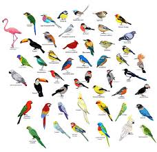 25 diffe types of birds pakshiyon