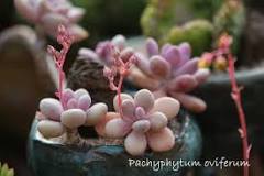 Image result for how do you grow moonstone succulents