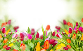 tulips flowers wallpapers wallpaper cave