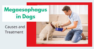 The main danger in megaesophagus is aspiration pneumonia. Megaesophagus In Dogs I Love Veterinary