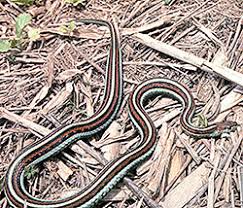 Relationship between clutch size and female body size in the eastern garter snakes. San Francisco Garter Snake Amphibians And Reptiles Endangered Species Accounts Sacramento Fish Wildlife Office