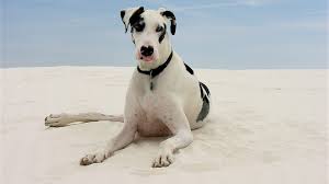 Get To Know The Great Dane Personality