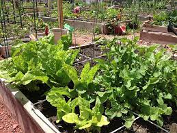 Best Vegetables For A Homestead Garden