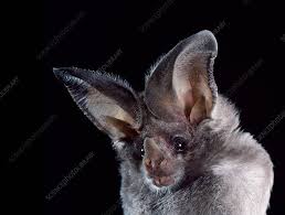 california leaf nosed bat m