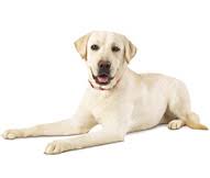 Labrador Retriever Dog Breed Facts And Traits Hills Pet