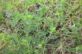 Small purple flowers with stinging nettles. Common Vetch Weed Identification Brisbane City Council