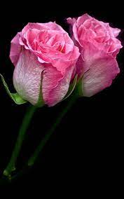 Pink Roses Live Wallpaper for Android ...