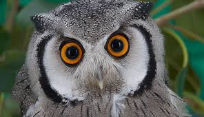 Image result for owl