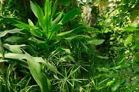 10 Full Sun Tropical Plants For