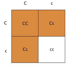 A punnett square is a graphical representation of the possible genotypes of an offspring arising from a particular cross or breeding event. Punnett Square Word Problem 1 Geogebra