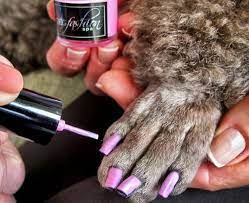 painting dog s nails with human polish