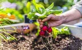 Direct Sow In The Vegetable Garden