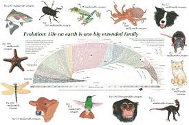 Awesome Evolution Chart Large