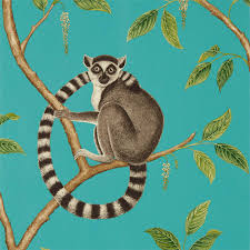 ringtailed lemur ringtailed lemur teal