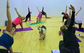 minerals sports club goga goat yoga
