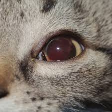 Signs of uveitis in cats include unfortunately, uveitis in cats requires an extensive—and expensive—workup, and often the causes have a poor prognosis. Pdf Secondary Acute Anterior Uveitis With Hyphema In A Purpose Bred Kitten