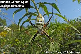 banded garden spider bygl