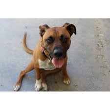 He is very loyal and affectionate towards people, although he may be aggressive with other dogs. Trixie Medium Female Boxer X Staffordshire Bull Terrier Mix Dog In Vic Petrescue