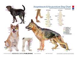 Acupressure Acupuncture Dog Chart