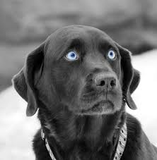 Check spelling or type a new query. Great Images Labrador Retriever Blue Eyes Thoughts Yellow Lab Puppies Black Lab Puppies Blue Eyed Dog