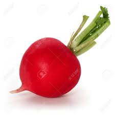 One Root Vegetable Of Red Radish On A White Background Stock Photo, Picture  And Royalty Free Image. Image 121975043.