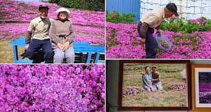 They will be easy to get to and you can enjoy their fragrance from inside. Thoughtful Husband Plants Thousands Of Scented Flowers For His Blind Wife
